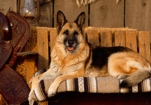 德国牧羊犬病,古代牧羊犬禁食哪些