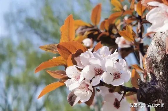芒种旅游景点推荐,芒种至仲夏节气