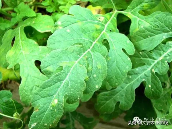 西瓜病虫害防治方法,盆栽西瓜怎么预防虫害