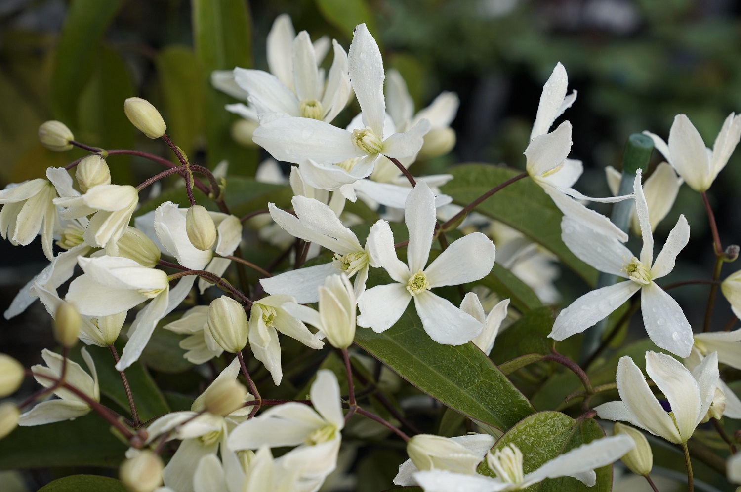 海蒂和噜噜的花园值得推荐吗,海蒂和噜噜的花园打卡