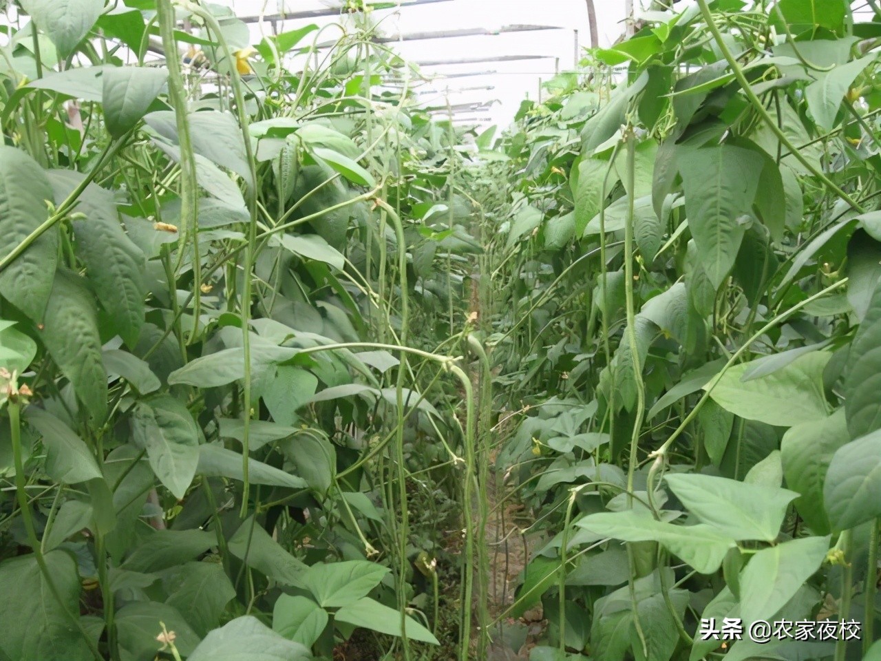 豆角为什么结的少,豆角剪枝结二茬