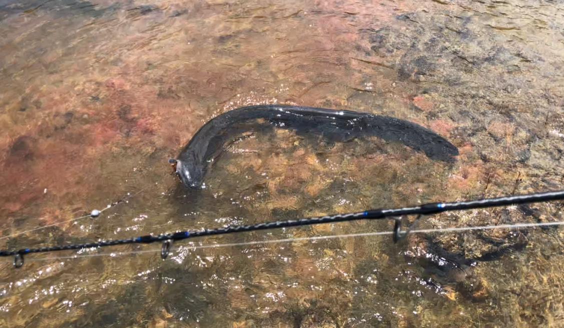 史前电鳗能放出多少电,为什么说电鳗灭绝了