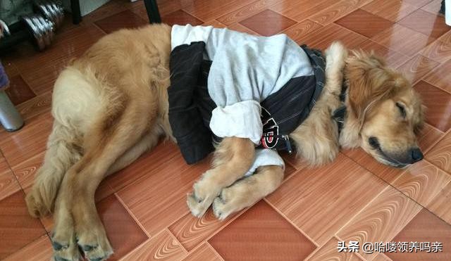 狗狗突然呕吐，背后的真相是什么？发现这几种情况，千万不能轻忽