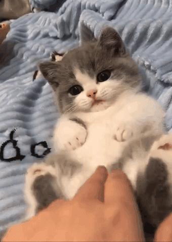 上班族适合养的猫咪,适合上班族养的猫咪