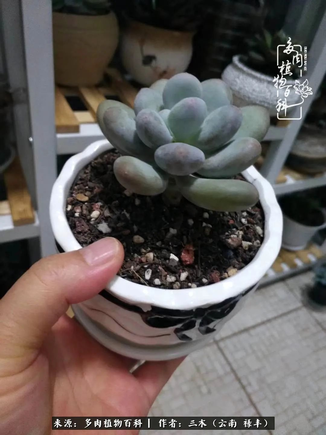 结缘多肉，阳台这一亩三分地就是我的世外桃源