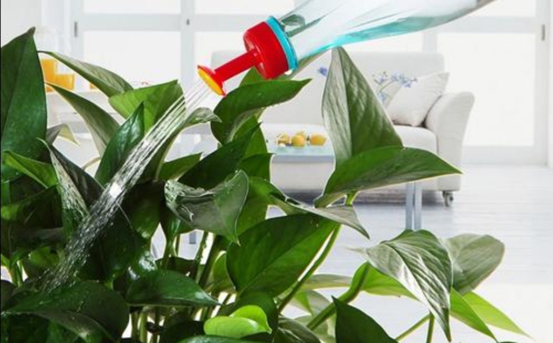 家里养花叶面喷什么水,花叶发黄养花小妙招