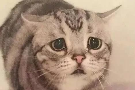 猫咪不谨慎受伤了,猫咪受伤不让碰怎么治疗