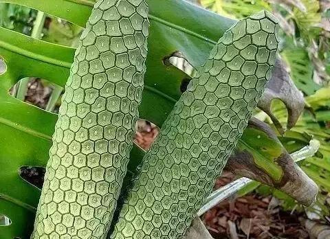 世界上罕见的十大水果,世界上罕见水果10个品种