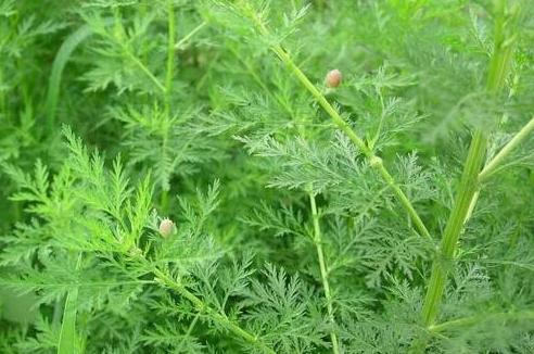 养鸡场鸡瘟用什么中草药好视频,怎样用中药预防鸡瘟