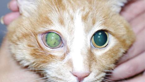 猫咪眼部的各种疾病,猫咪眼部感染该怎么处理呢