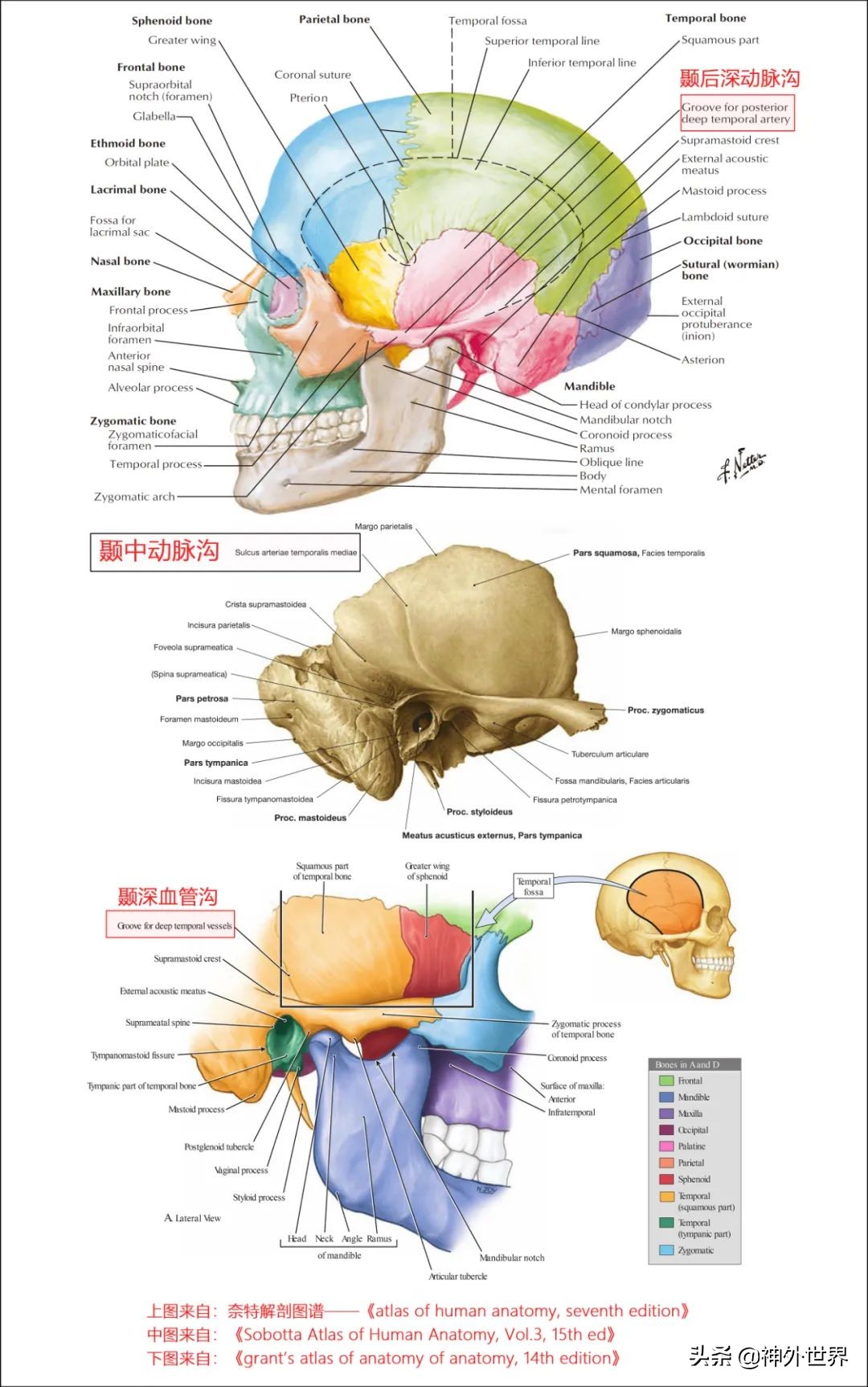 颞骨解剖,颞肌解剖讲解