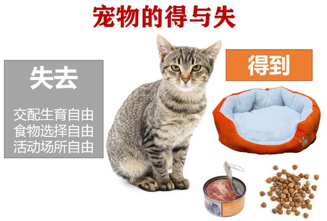 为什么要打完疫苗才能给宠物绝育,为什么这么多人都想给宠物做绝育