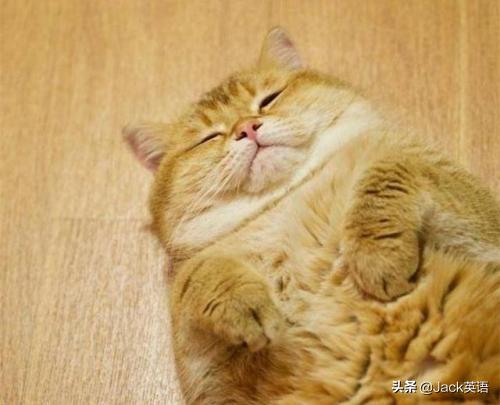 前方高能！你不是strong而是虚胖，别告诉我这里的虚胖是fat！