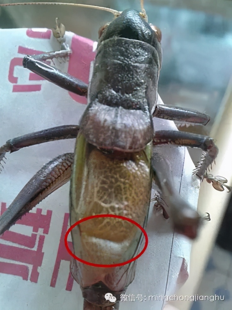 冬蝈蝈怎么挑选,介绍蝈蝈的说明方法