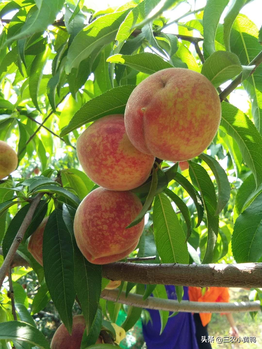 论农民自家桃子摆地摊，农民摆地摊靠谱吗？我是不想摆地摊了，亏