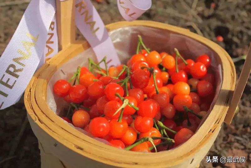 成都摘樱桃的地方不要门票,成都摘樱桃人少的地方