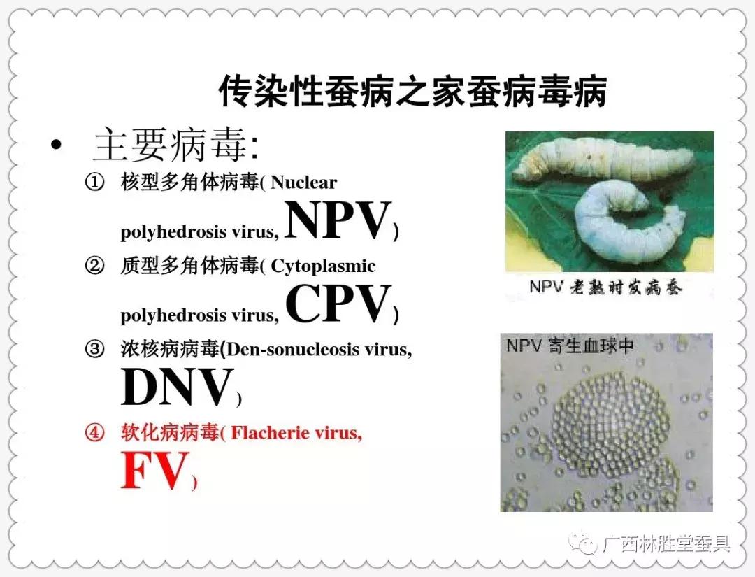 蚕脓病毒怎么彻底消灭,怎样防治脓蚕