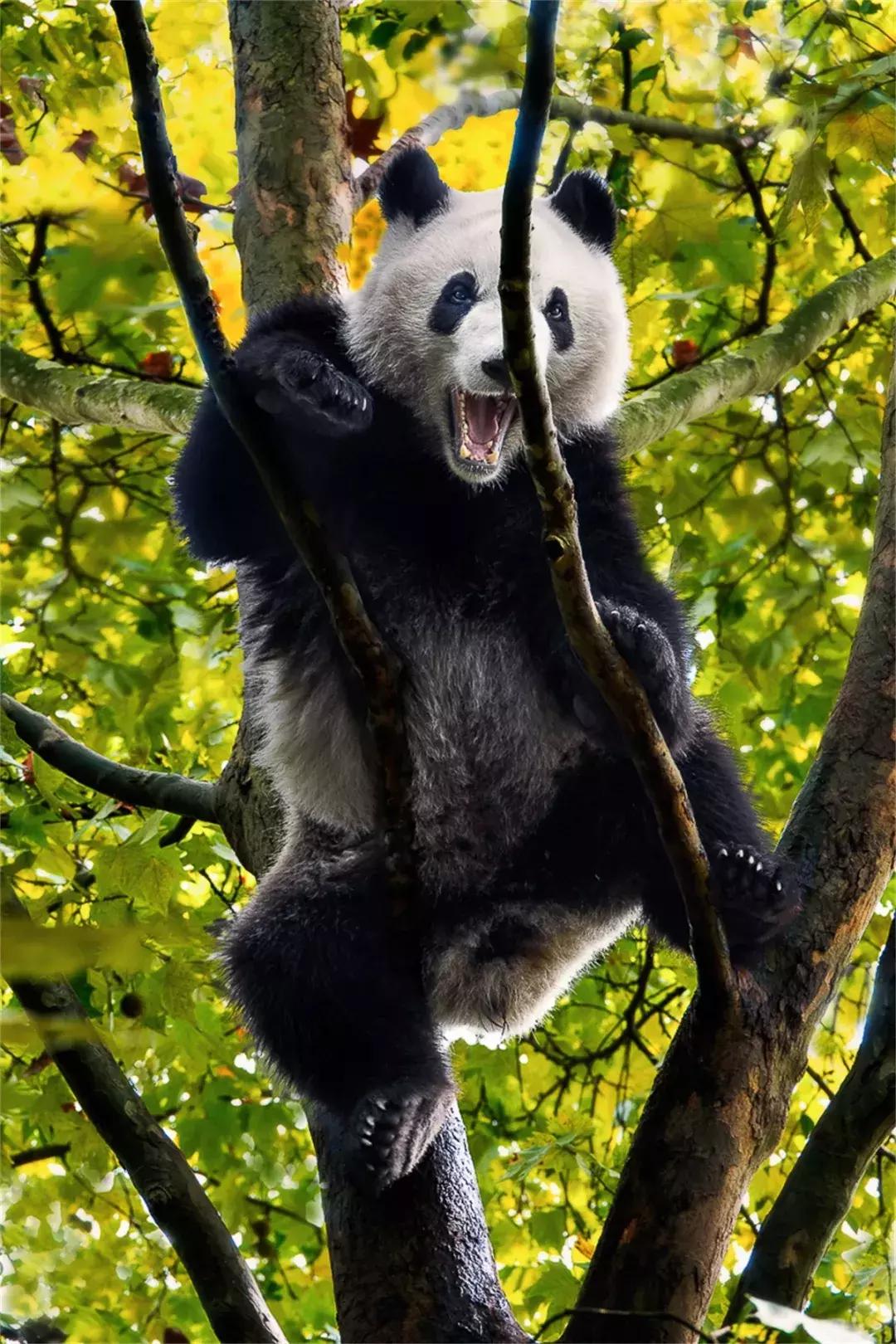 熊猫萌,熊猫萌啦