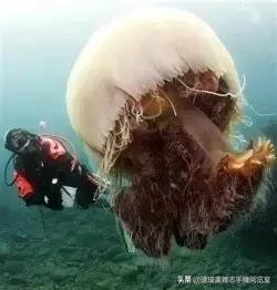 这60种罕见动物你见过几个,60种灭绝的动物