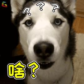 毛孩子发情期可以绝育吗,发情后怎么判断它需要绝育了