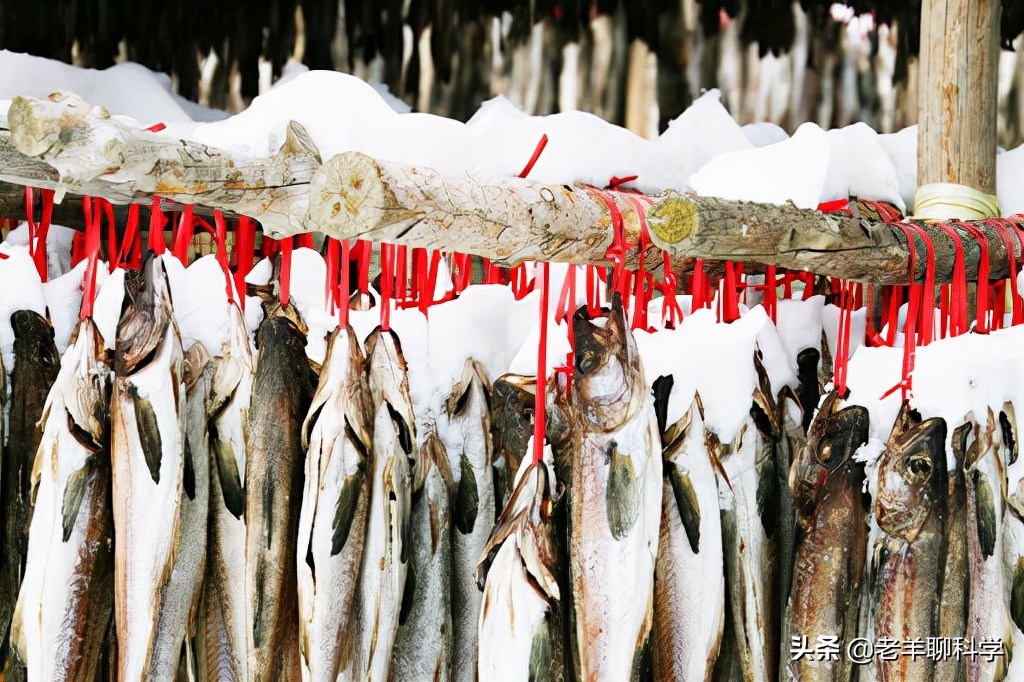 掌握朝鲜半岛的“救命鱼”，俄罗斯却拱手让中国，究竟有何企图？