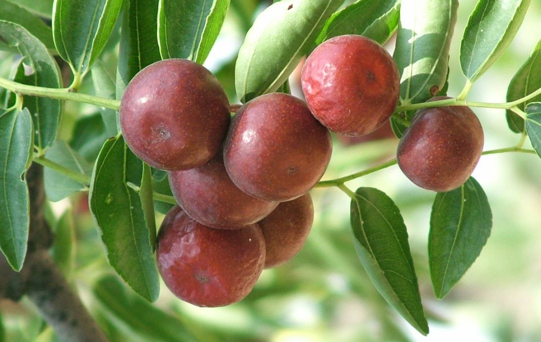 To全世界：灵宝向您发来一封邀请函，请亲启