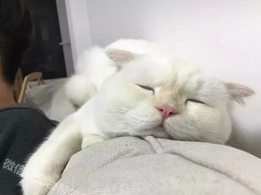 猫咪疫苗教程视频,猫咪打疫苗的好处