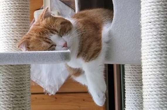 猫咪免疫介导性溶血死亡率,猫咪免疫性疾病