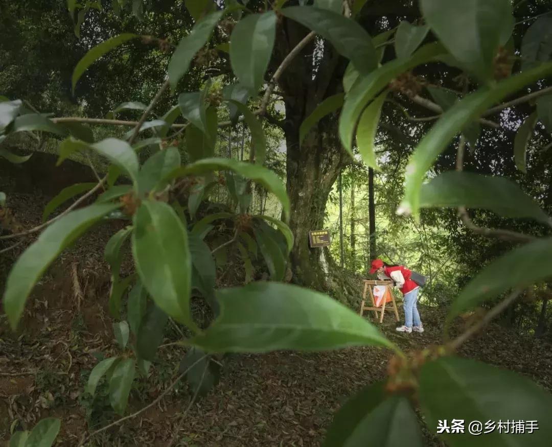 南粤古驿道平远站,平远县展览