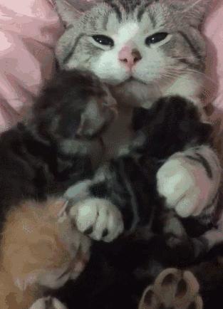 怎么照顾生完小猫的妈妈,怎么照顾刚生产的猫妈妈和小猫咪