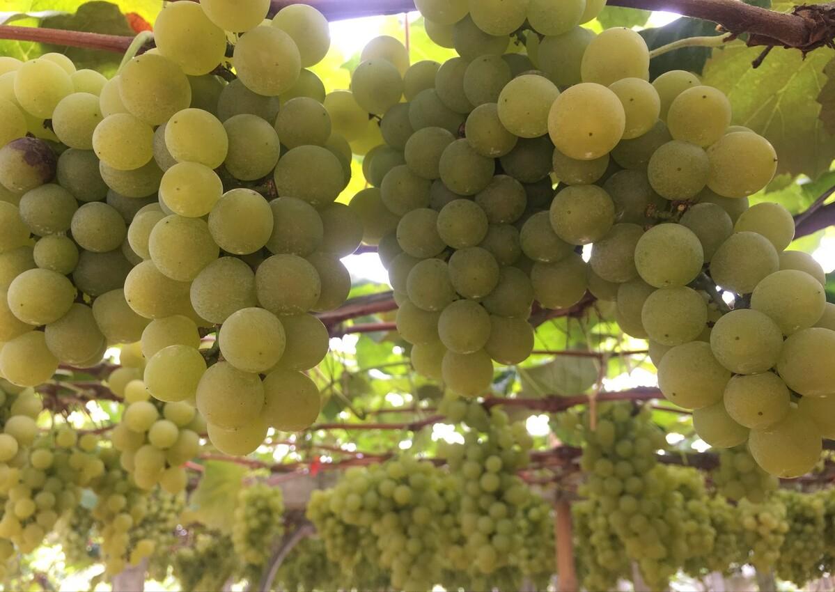 小伙种植葡萄年赚千万,80后小伙创业种葡萄