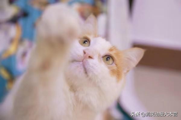 开心一刻：我只是做错了一件事，被老婆罚跪遥控器，还不允许换台