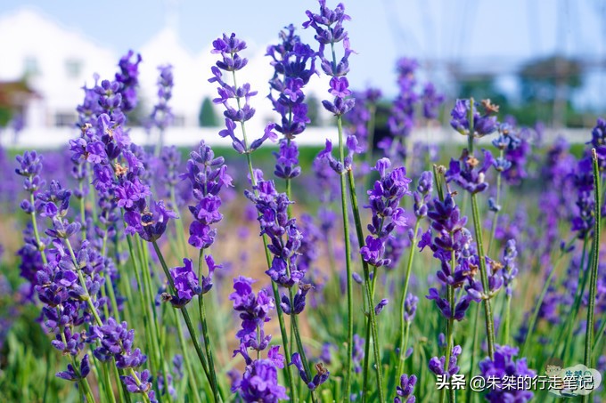 秦皇岛可以泡着玩的海滩,去秦皇岛必游的海滩