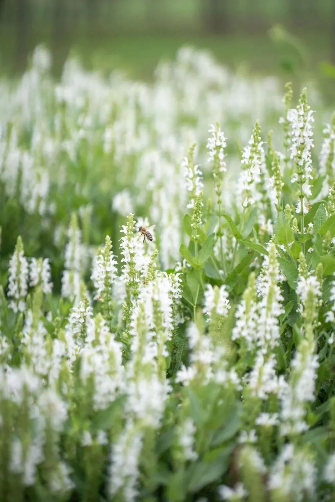 杜邑国家遗址公园,杜邑遗址公园和杜陵遗址公园