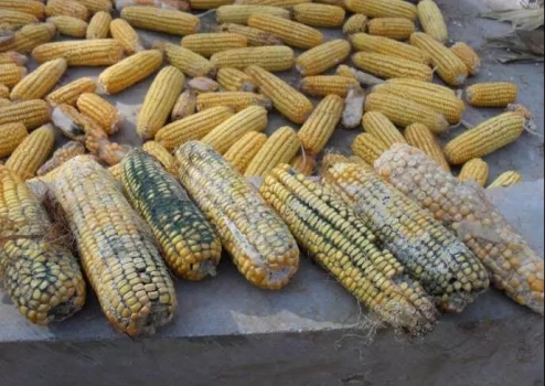 断奶母猪不发情最有效治疗方案,断奶母猪不吃食是什么原因