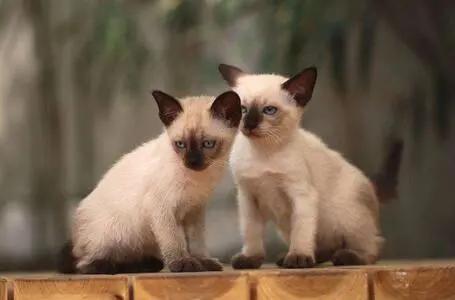 挖煤猫暹罗猫和布偶猫哪个贵,挖煤工暹罗猫幼猫