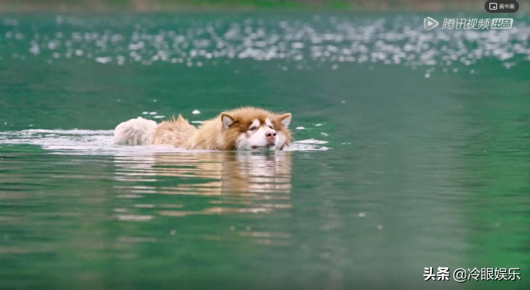 小动物永远都幸福,小动物长得最美也最可爱