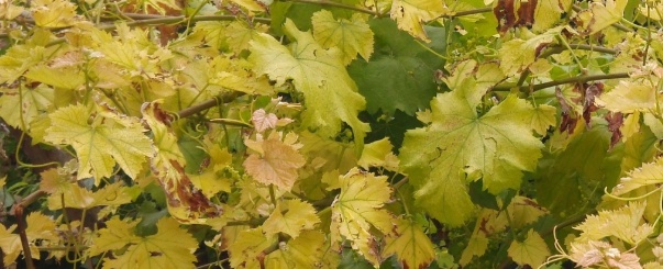 葡萄叶子发黄用什么农药,葡萄叶子发黄打啥农药好