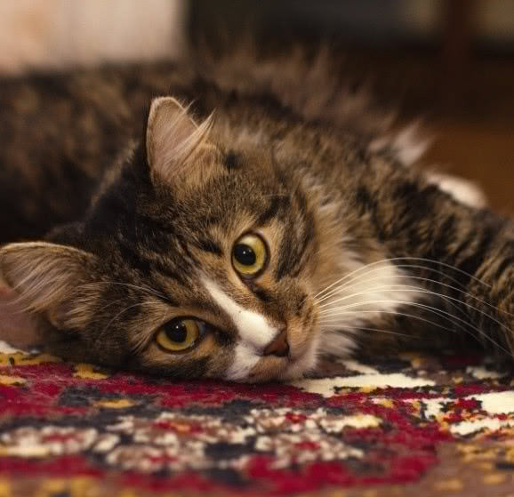 猫咪为什么会得慢性肾病,猫咪眼睛白内障的症状有哪些表现