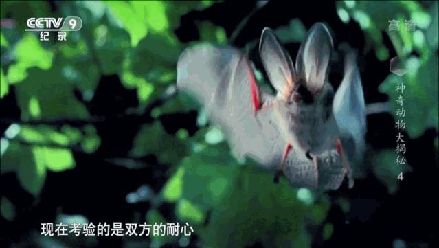 蝙蝠为什么是背锅侠,蝙蝠真实纪录片