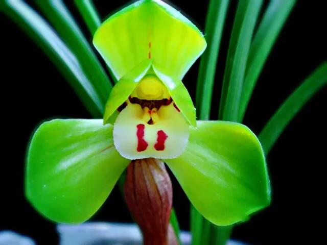 春兰大富贵和翠盖荷如何区别,春兰大富贵和郑同荷有什么区别