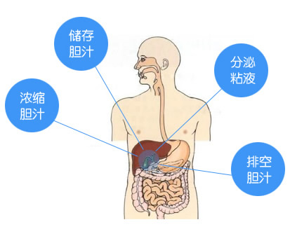 胆囊结石切除后影响寿命,胆囊切除对人寿命影响吗