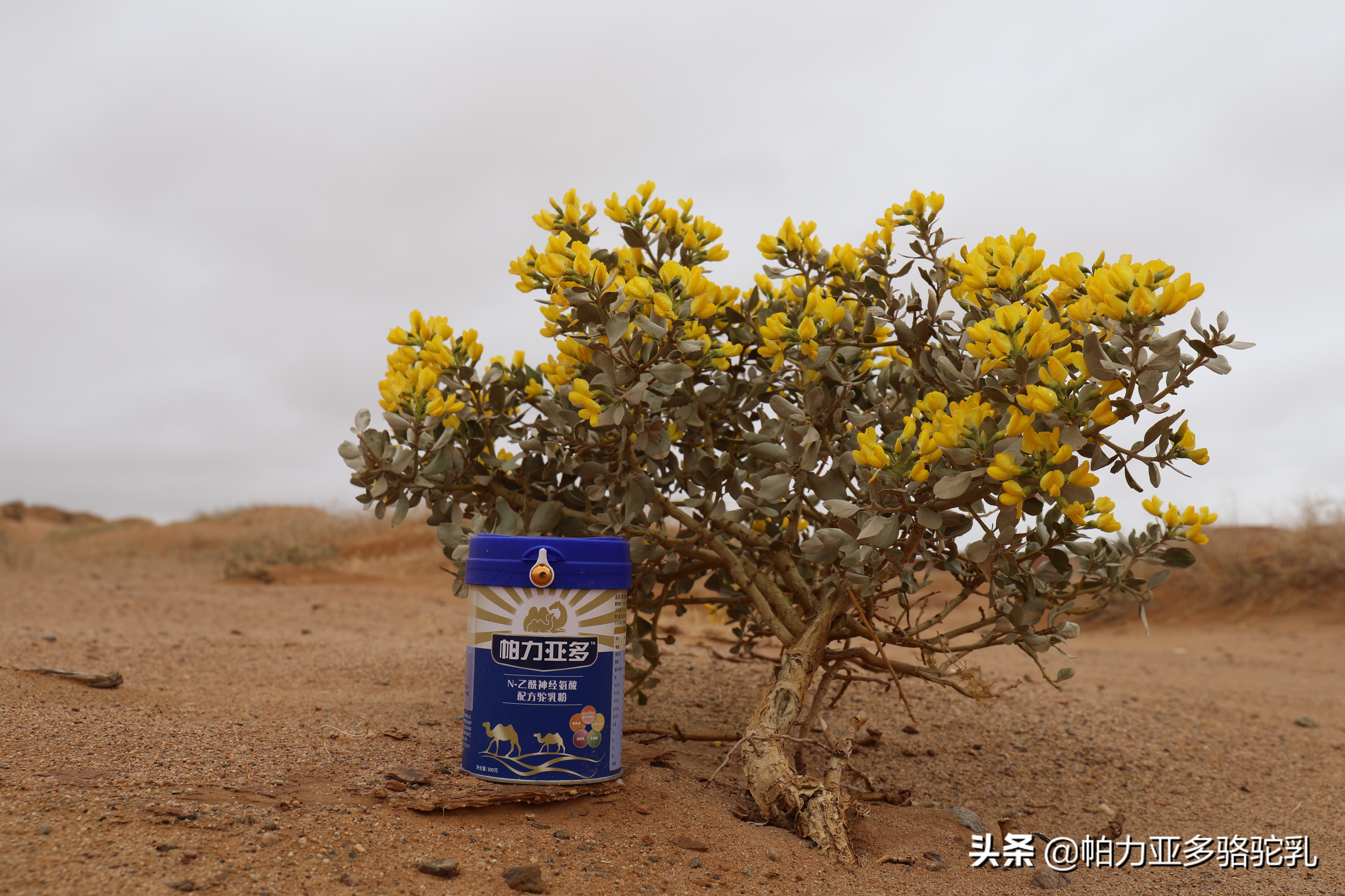 什么品牌的骆驼奶粉好,骆驼奶粉哪个品牌最好喝