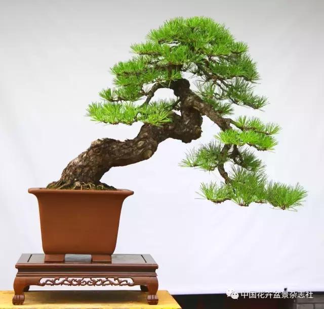 盆景黑松造型欣赏 (黑松盆景造型实例大全)