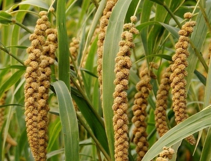 谷子的种植方法与技术,谷子种植掌握的技术有哪些