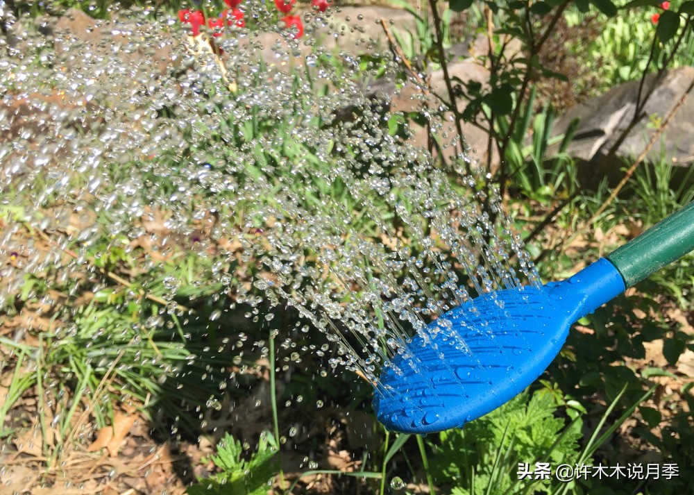 月季应该怎么浇水,月季的浇水关注事项