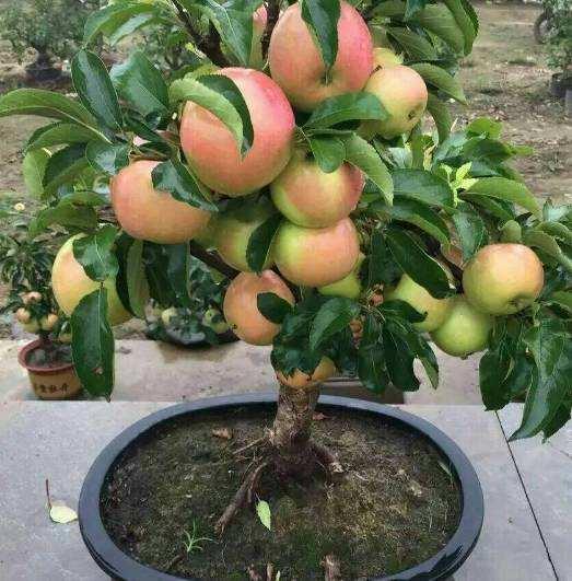 容易养的观叶盆栽,哪些阳台盆栽观花观叶也观果