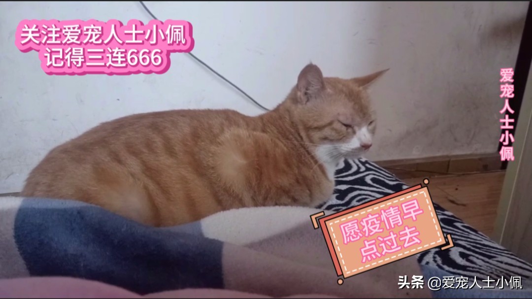 路边捡的小奶狗怎么确定有没有病,疫情期间刚满月的小奶狗