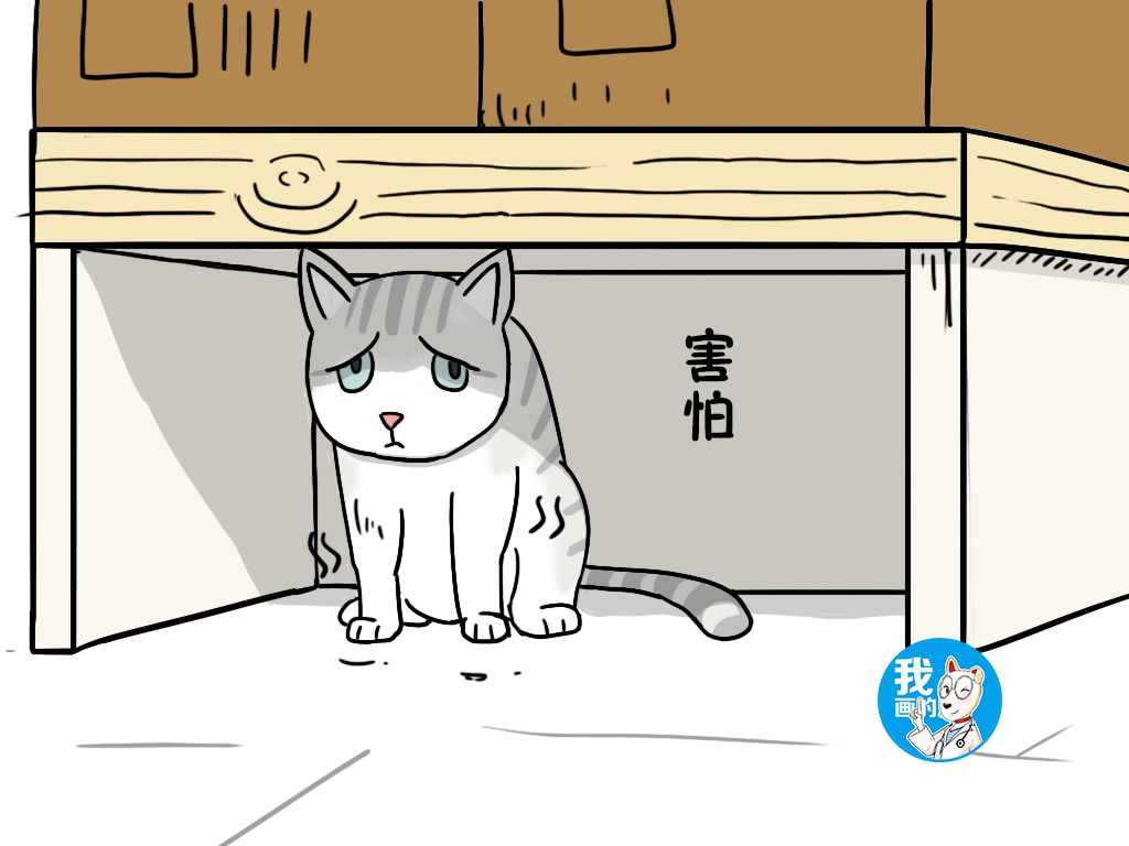 猫咪出现呕吐猫粮怎么办,猫咪如果出现呕吐症状该怎么办
