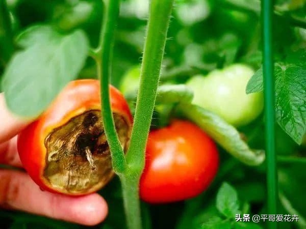 自制浇花水不板结,自制水溶液浇花的方法